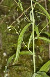 Smooth rockcress