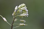 Smooth rockcress