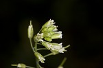 Smooth rockcress