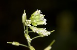 Smooth rockcress