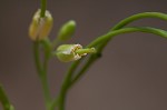 Smooth rockcress