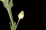 Thymeleaf sandwort