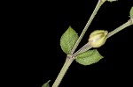 Thymeleaf sandwort