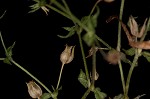 Thymeleaf sandwort