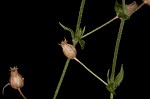 Thymeleaf sandwort