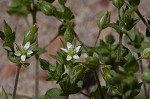 Thymeleaf sandwort