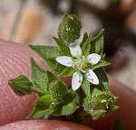 Thymeleaf sandwort