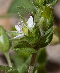 Thymeleaf sandwort