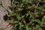 Thymeleaf sandwort