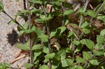 Thymeleaf sandwort