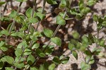 Thymeleaf sandwort