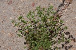 Thymeleaf sandwort