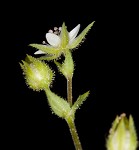 Thymeleaf sandwort