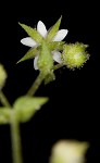 Thymeleaf sandwort