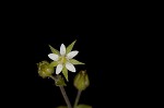 Thymeleaf sandwort