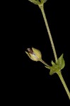 Thymeleaf sandwort