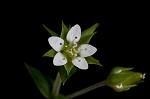 Thymeleaf sandwort