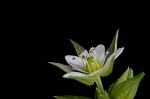 Thymeleaf sandwort