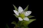 Thymeleaf sandwort