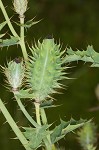 Bluestem pricklypoppy