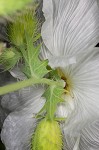 Bluestem pricklypoppy