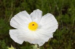 Bluestem pricklypoppy