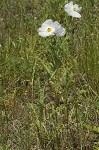 Bluestem pricklypoppy