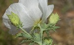 Bluestem pricklypoppy