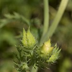 Bluestem pricklypoppy