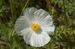 Bluestem pricklypoppy