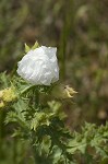 Bluestem pricklypoppy