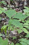 Jack-in-the-pulpit