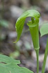 Jack-in-the-pulpit