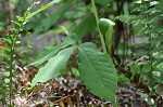 Jack-in-the-pulpit