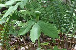 Jack-in-the-pulpit