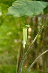 Jack-in-the-pulpit