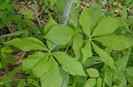 Jack-in-the-pulpit