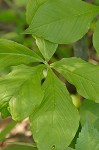 Jack-in-the-pulpit