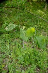 Jack-in-the-pulpit