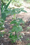 Jack-in-the-pulpit