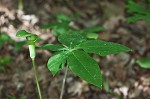 Jack-in-the-pulpit