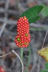 Jack-in-the-pulpit