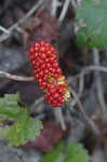 Jack-in-the-pulpit