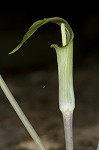 Jack-in-the-pulpit