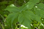 Jack-in-the-pulpit