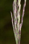 Small carpgrass