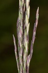 Small carpgrass