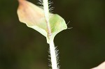 Small carpgrass