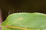 Small carpgrass