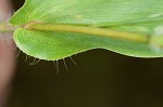 Small carpgrass